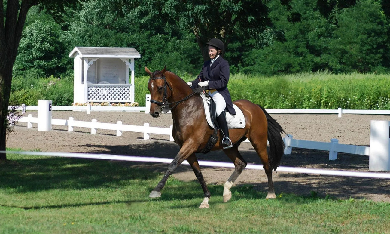 Professional Horse Saddle Fitter , Horse Trainer , Horse Instructor & Horse Show Judge